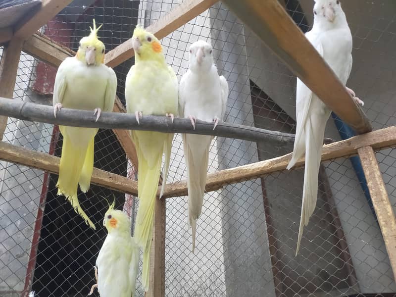 3 pairs of Cocktail parrots 4