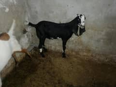 Bacha