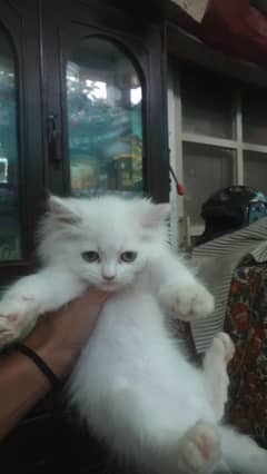 Persian cat