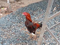 aseel madi and breeder male