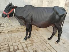 cow pure ferzion cross 03075393493