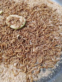 Exceptional Quality Mealworms for Sale 1 thousand pcs