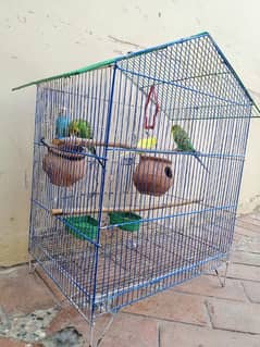 parrots