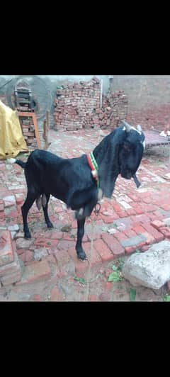 Goat For Sale