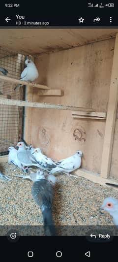 Diamond pied dove