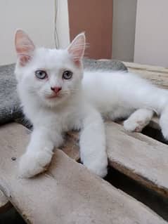 Persian