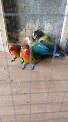LOVE BIRDS HOMEBREAD