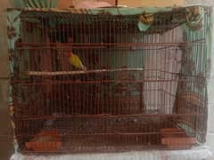 Cages & parrot for sale