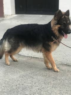 german shepherd
