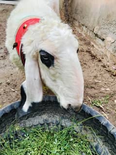 pregnant 3 month kajli sheep age 1 year