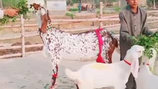 3 Bacchon Ka Sath Desi Bakri For Sale (Call "_03487390292)