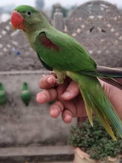 Raw Parrot age 4 month