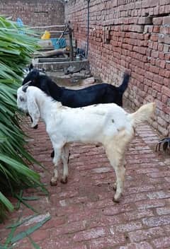 0303-7763168 what's up Number  03037763168