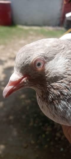 SURKHA KING LAKHA BREEDER MALE FOR SALE