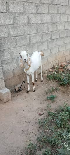 Goats