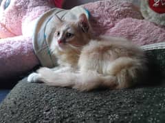 Adorable Light Golden & White Persian Kitten sell&exchange03244474405