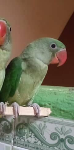 Raw parrot male 3 months age full cover