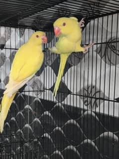 Yellow Bird with DNA