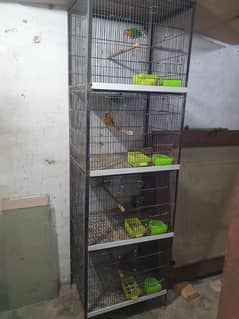 lovebird pairs with cage complete setup for sale must read description