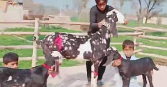 desi bakri for sale WhatsApp number on 03314594754)