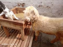 Bakra