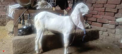 pure rajnpuri female baby 03094144848