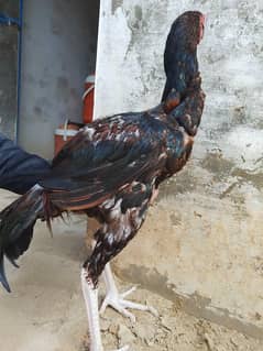 murga
