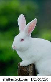 New Zealand white rabbit pair age 5 month