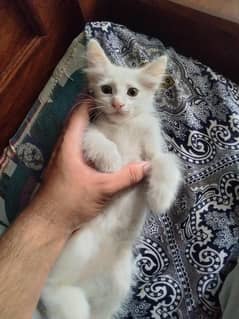Cute