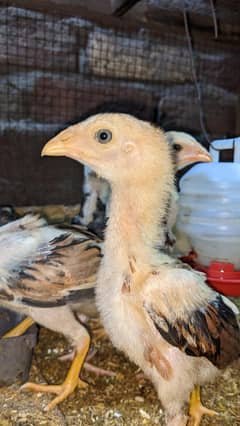 Aseel Mianwali chicks