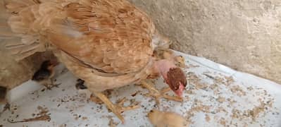 6 chicks+Long height Madagascar aseel murgi