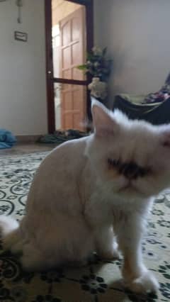 peki