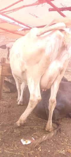 frivision Jersey cross