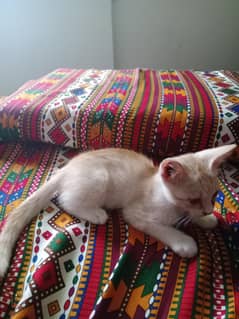 semi-persian kitten
