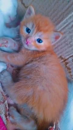 kitten
