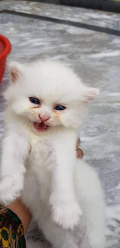 Persian kittens