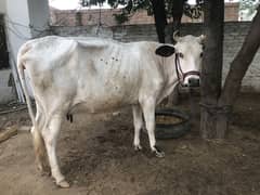 frezian cow