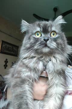 Persian