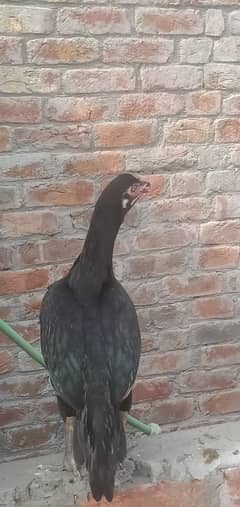 egg laying pathi