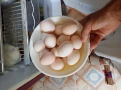 aseel eggs for sale 40Rs pr egg