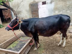 cow