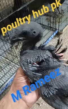 ayam