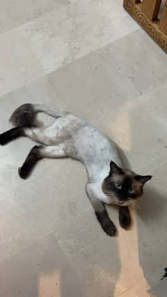 Siamese