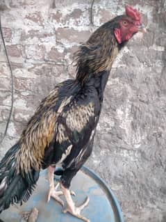 pure Aseel