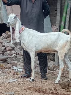 Dasi  Bakri Confram 3 Month Ki  100% Gaban Bakri