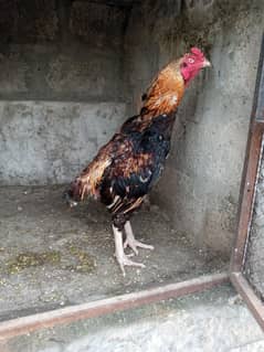 Kana Breeder
