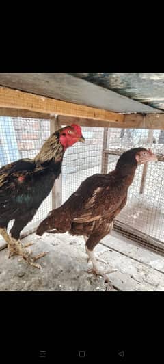 Aseel pair for sale