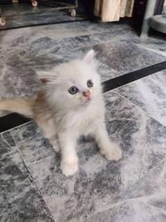 persian