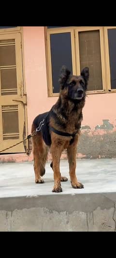 Gsd female