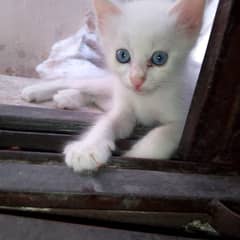 2Months Persian kitten